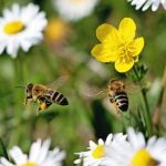two_bees_flying_together_in_a_meadow_of_white_and_yellow_flowers