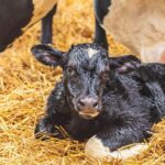 Newborn_Dutch_black_with_white_calf_on_hay_in_a_farmhouse