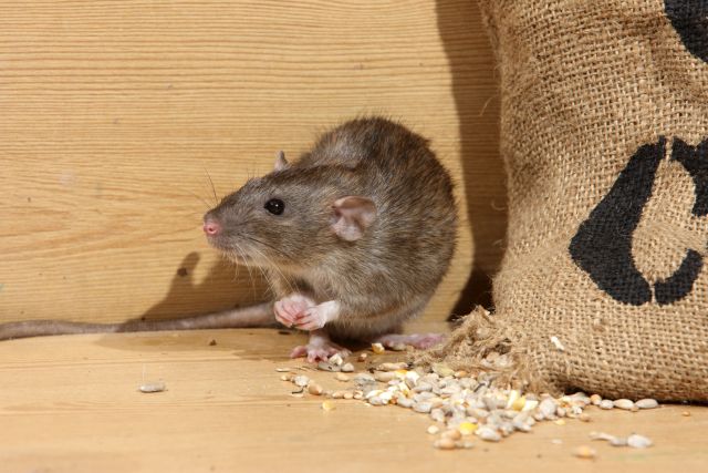 Mäuse- und Rattengift sicher anwenden