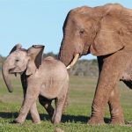 African_elephant_mother_prodding_it's_baby_to_move_on