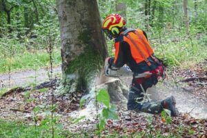 Sichere Waldarbeit: Unfälle vermeiden